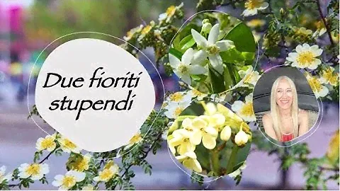 DUE PROFUMI FIORITI MERAVIGLIOSI | ORTIGIA - NEW NOTES